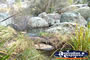 Glen Innes Rocks, Near The Caravan Park . . . CLICK TO ENLARGE
