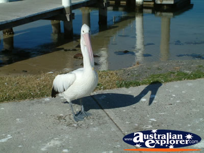 Forster Pelican . . . CLICK TO VIEW ALL FORSTER POSTCARDS