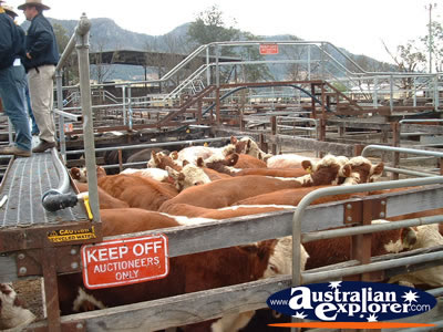 Gloucester Sale Yards Animals . . . VIEW ALL GLOUCESTER PHOTOGRAPHS