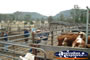 Gloucester Sale Yards . . . CLICK TO ENLARGE