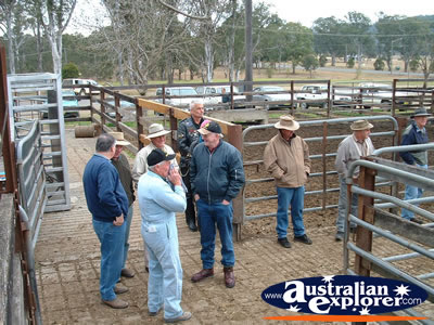Gloucester Sale Yards In New South Wales . . . VIEW ALL GLOUCESTER PHOTOGRAPHS