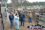 Gloucester Sale Yards . . . CLICK TO ENLARGE