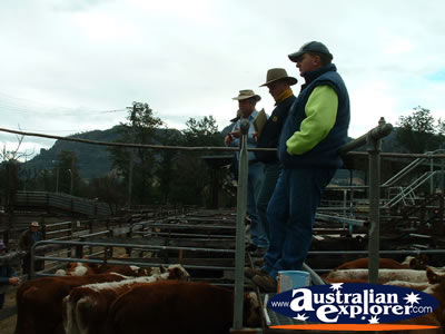 Gloucester Sale Yards in NSW . . . VIEW ALL GLOUCESTER PHOTOGRAPHS