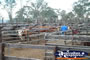 Gloucester Sale Yards . . . CLICK TO ENLARGE