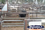 Gloucester Sale Yards . . . CLICK TO ENLARGE