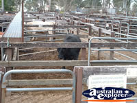 Gloucester Animal Sale Yards . . . CLICK TO ENLARGE