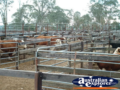 Gloucester Sale Yards . . . VIEW ALL GLOUCESTER PHOTOGRAPHS