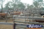 Gloucester Sale Yards . . . CLICK TO ENLARGE