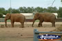 Berrigan Circus . . . CLICK TO ENLARGE