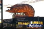 Big Prawn . . . CLICK TO ENLARGE