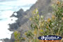 Wildlife on Cape Byron . . . CLICK TO ENLARGE