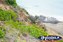 Plantlife on Cape Byron . . . CLICK TO ENLARGE