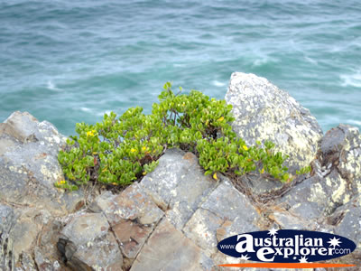 Cape Byron Rocks . . . CLICK TO VIEW ALL CAPE BYRON POSTCARDS