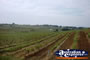 Hunter Valley Crops . . . CLICK TO ENLARGE