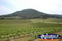 Hunter Valley Vineyards . . . CLICK TO ENLARGE