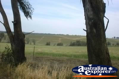 View From Hunter Valley . . . CLICK TO VIEW ALL HUNTER VALLEY POSTCARDS