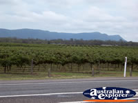 Hunter Valley Vines from Street . . . CLICK TO ENLARGE