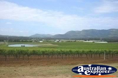 Hunter Valley Vines . . . CLICK TO VIEW ALL HUNTER VALLEY POSTCARDS