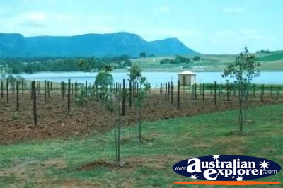 Hunter Valley Wineries . . . CLICK TO VIEW ALL HUNTER VALLEY POSTCARDS
