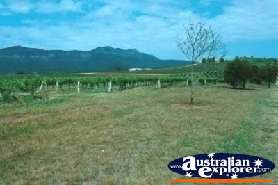 Scenery of the Hunter Valley . . . CLICK TO VIEW ALL HUNTER VALLEY POSTCARDS