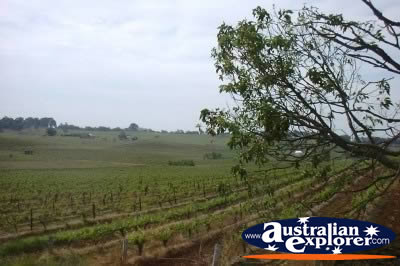 Hunter Valley Wine Country . . . VIEW ALL HUNTER VALLEY PHOTOGRAPHS