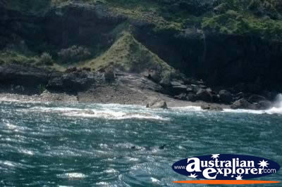 Port Stephens Dolphins . . . CLICK TO VIEW ALL SOLDIERS POINT POSTCARDS
