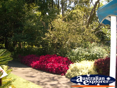 Botanical Gardens in Sydney . . . CLICK TO VIEW ALL SYDNEY (BOTANICAL GARDENS) POSTCARDS