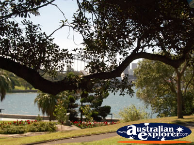 Sydney Botanical Gardens Near the Water . . . CLICK TO VIEW ALL SYDNEY (BOTANICAL GARDENS) POSTCARDS