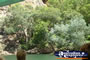 Katherine Gorge Bushes . . . CLICK TO ENLARGE