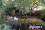 Timber Creek Caravan Park Creek . . . CLICK TO ENLARGE
