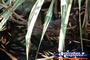 Fresh Water Croc in Creek at Timber Creek Caravan Park . . . CLICK TO ENLARGE