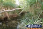 Creek at Timber Creek Caravan Park  . . . CLICK TO ENLARGE