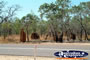 Jabiru across the road . . . CLICK TO ENLARGE