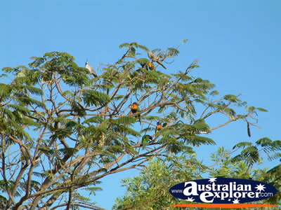 Daly Waters Lorikeets on a sunny day . . . CLICK TO VIEW ALL DALY WATERS POSTCARDS