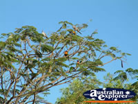 Daly Waters Lorikeets on a sunny day . . . CLICK TO ENLARGE