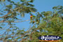 Lorikeets in Daly Waters . . . CLICK TO ENLARGE