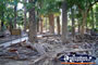 Mataranka Hot Springs Forest Walk . . . CLICK TO ENLARGE