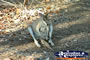 Mataranka Kangaroo Resting . . . CLICK TO ENLARGE