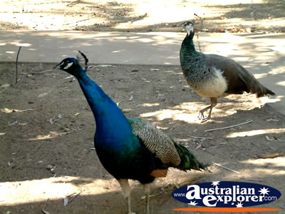 Peacocks at Mataranka . . . CLICK TO VIEW ALL MATARANKA POSTCARDS
