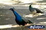 Peacocks at Mataranka . . . CLICK TO ENLARGE
