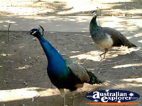 Peacocks at Mataranka . . . CLICK TO ENLARGE