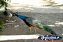 Peacock in Mataranka . . . CLICK TO ENLARGE