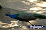 Mataranka Peacock . . . CLICK TO ENLARGE
