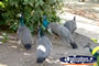 Mataranka Peacocks . . . CLICK TO ENLARGE