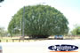 Mataranka Park . . . CLICK TO ENLARGE