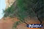 Ayers Rock Tree . . . CLICK TO ENLARGE