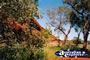 Ayers Rock Base Plants . . . CLICK TO ENLARGE