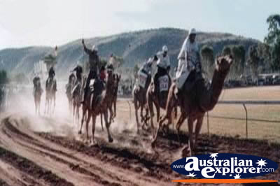 Camel Races . . . CLICK TO VIEW ALL MACDONNELL RANGES POSTCARDS