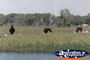 Kakadu Animals