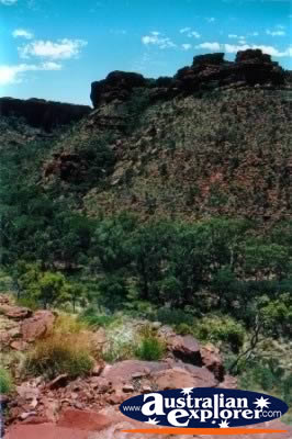 Kings Canyon Greenery View . . . CLICK TO VIEW ALL KINGS CANYON POSTCARDS